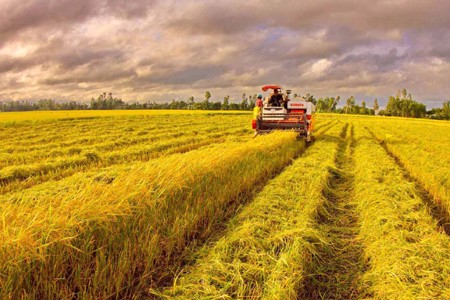 Large scale rice field in the Mekong Delta is one of agricultural development modals promoting connectivity between businesses and farmers (Photo: VNA)